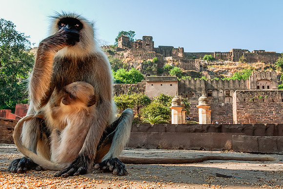 Black-faced Langur - Ranthambore, India