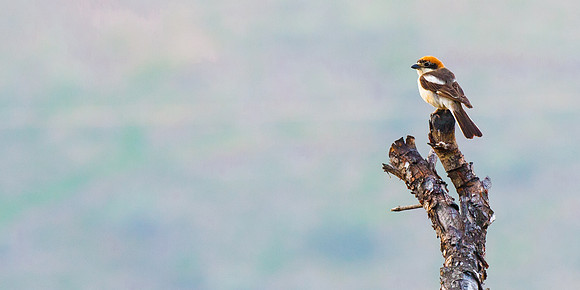 Woodchat Schrike - Andalucia, Spain