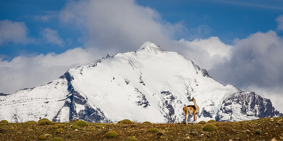 Guanaco - Patagonia, Argentina
