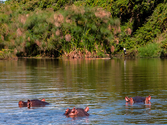 Hippopotamus - Lake Mburu NP, Uganda