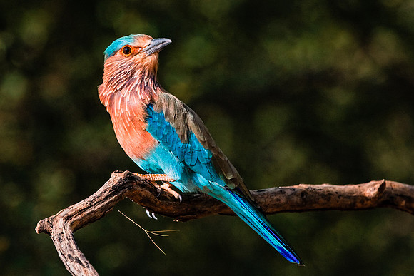 Indian Roller - Ranthambore, India