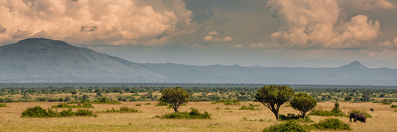 African elephant - Queen Elisabeth NP, Uganda
