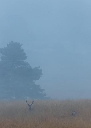 Red deer - Veluwezoom, The Netherlands