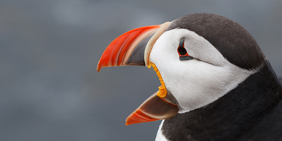 Puffin - Latrabjarg, Iceland